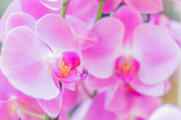 closeup of of pink blooming phalaenopsis orchid, exotic flower