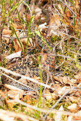 Kreuzotter  gezacktes Muster 