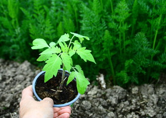 tenir un plan de tomate au jardin