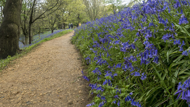 English Bluebells In The Countryside