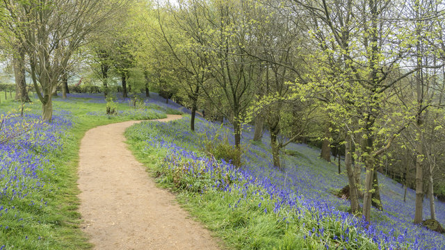 English Bluebells In The Countryside