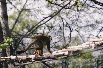 Animal monkey-protein runs along a rope ladder in a green forest.