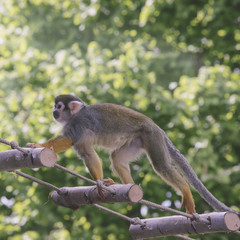Animal monkey-protein runs along a rope ladder in a green forest.