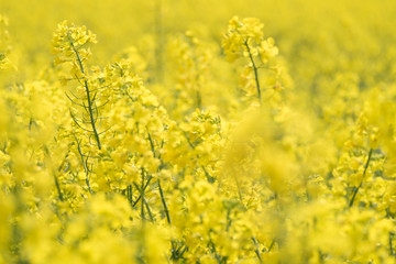 Obraz premium Rapeseed Flowers