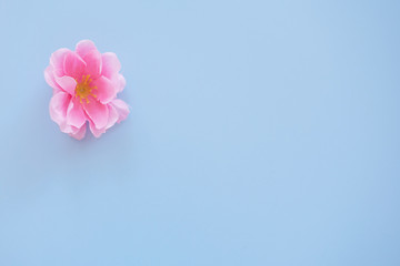Fototapeta na wymiar pink artificial flower on a blue background