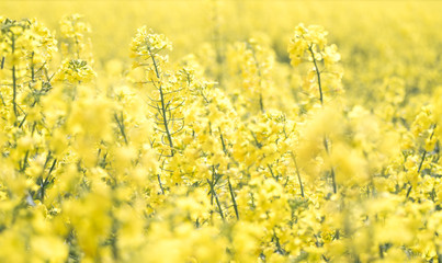Obraz premium Rapeseed Flowers