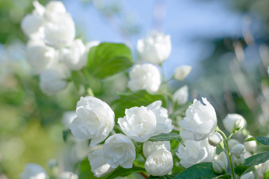 Yasmine white flowers blooming at sunrise