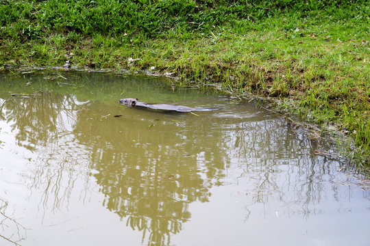 Brown wet wild with sharp teeth and large tail aquatic beaver ordinary, the rodent floats in a pond, a river with muddy brown water and green grass, vegetation on the shore