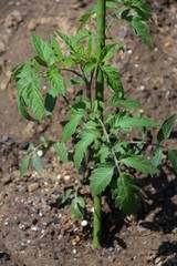 Planting of Tomato / Kitchen garden