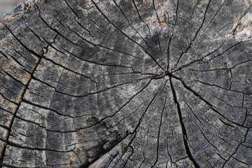 The image of tree rings