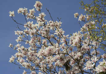 magnolias from the garden - spring in Poland