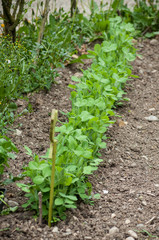 closeup of organic peas alignment in a vegetable  garden