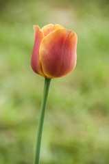 closeup of orange tulip in garden