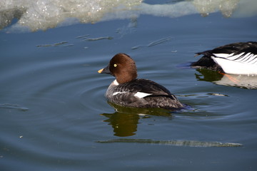 Female Golden Eye Duck