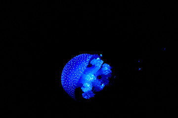 beautiful blue jellyfish in aquarium