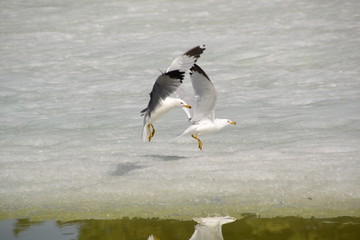 Ring Billed Gulls in Flight