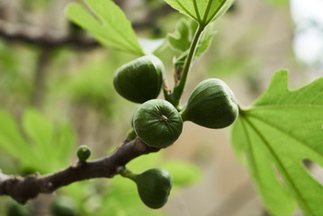 Figs fruit on the branch of a fig tree with green leaves, close-up