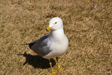 Curious Ring Billed Gull 2