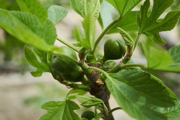 Figs fruit on the branch of a fig tree with green leaves, close-up