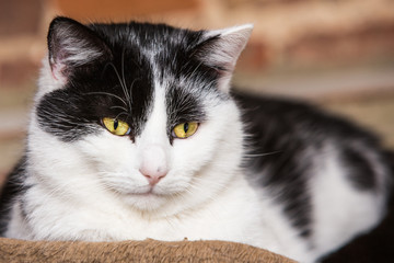 portrait of european type cat in animal shelter in belgium..