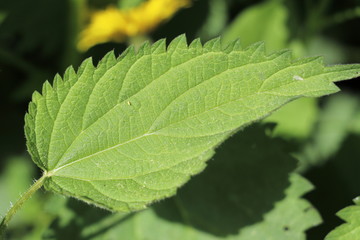 Brennnessel/ Brennnesseln (Urtica) - Heilpflanze