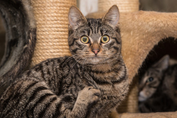 portrait of european type cat in animal shelter in belgium..