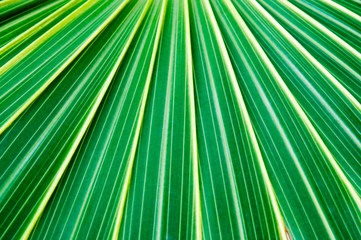 Palm Leaf Closeup