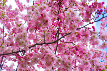Spring time, branch of Cherry blossom