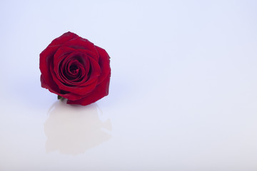 march 8, rose, flower, red, love, isolated,