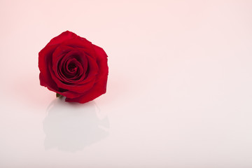 march 8, rose, flower, red, love, isolated