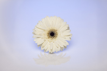 flower, daisy, white, gerbera, nature