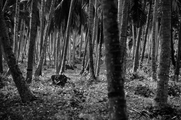 Deep forest in Sri Lanka with cow at the background. Black and white