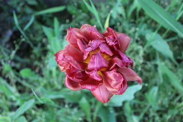 Fototapeta premium Close up of a curly tulip on blurry background