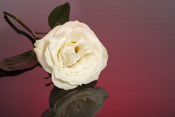rose, flower, white,