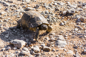 A turtle walking on the gravel