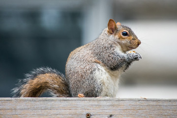 Naklejka na ściany i meble A cute squirrel, eating in a park in Canada