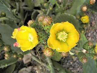  Gelbe Kaktus-Blüte (Opuntia)