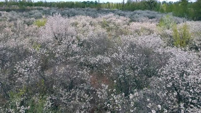 Aerial footage of cherry fields at the spring  