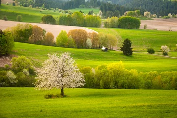 Tuinposter spring meadow with blossoming cherries © am13photo