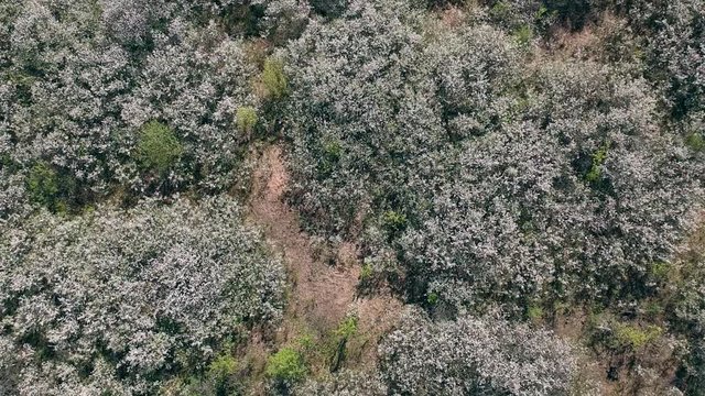 Aerial footage of cherry fields at the spring  