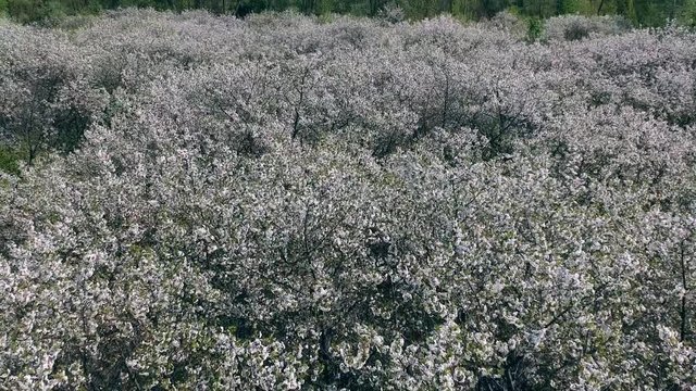 Aerial footage of cherry fields at the spring  