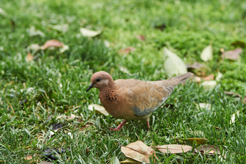 Walking Pigeon dove on a green grass bites a seed