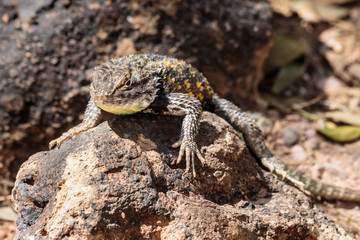 Desert Spiny Lizard sunning on a dark colored rock, with brightly colored scales, In Arizona's Sonoran desert. 