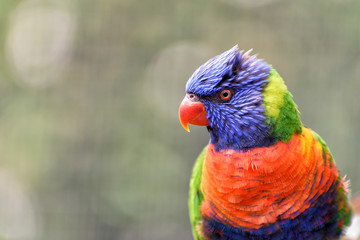 little rainbow lorikeet with colorful feathers