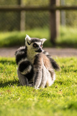 Lemur (Tail Wrap)