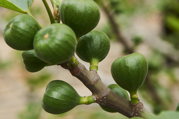 Figs fruit on the branch of a fig tree with green leaves, close-up