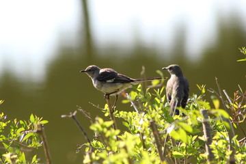 female mockingbirds