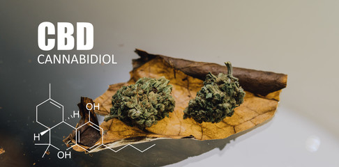 weed blunt close-up..two buds of marijuana lying on a cigarette sheet