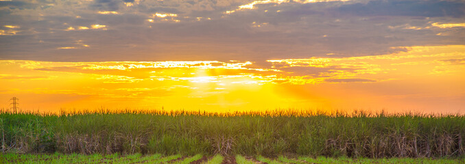 Sugar cane sunset plantation beautiful