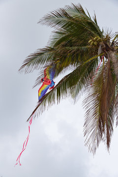 Closeup of colorful flying kite on a palm tree on grey clouds background.